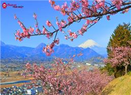 [HCM] Tour Nhật Bản Tết Nguyên Đán 2026: Hành Trình Vàng Mùa Đông